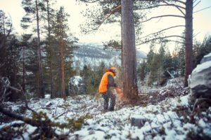 Bilde fra skogen i Skjåk der Skjåk Trelast henter tømmer