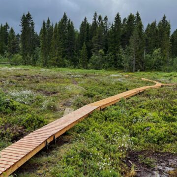 Klopper over Lianmyra der det er brukt malmfuru fra Skjåk